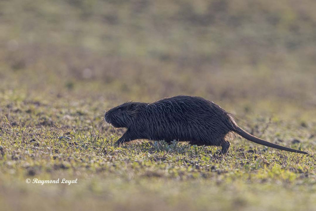 nutria auf wiese