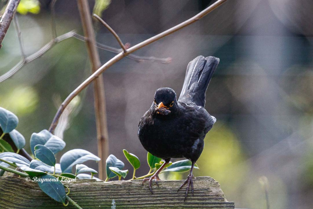 amsel sitzt im garten
