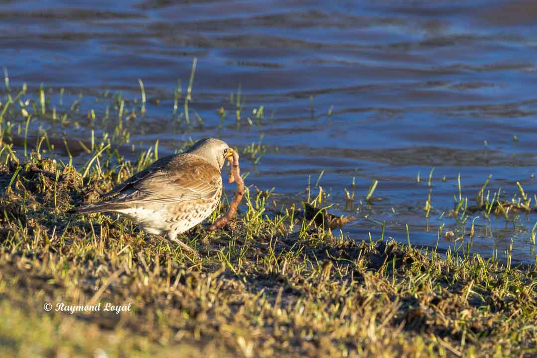 wachholderdrossel am wasser mit regenwurm