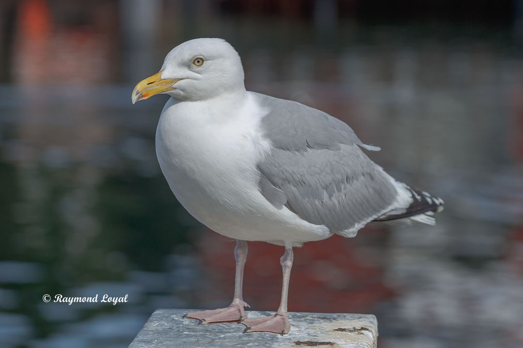 silbermoewe vogel