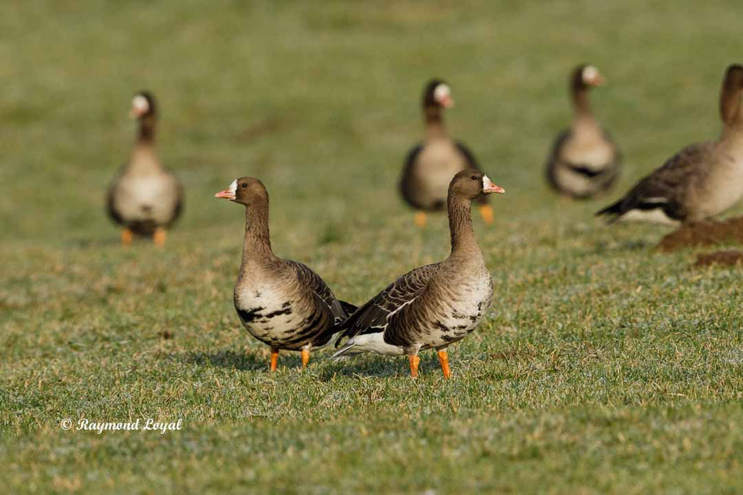 blaessgans vogel wiese