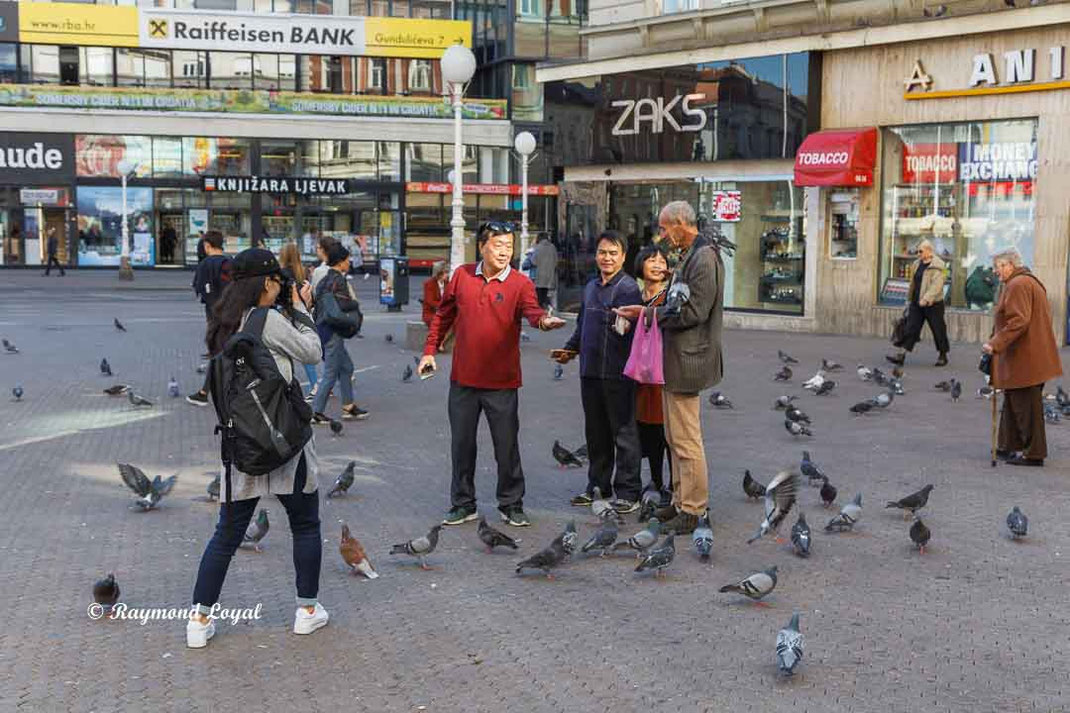 strassentauben in der stadt
