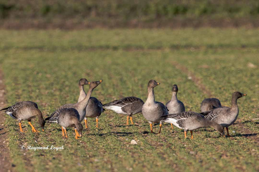 kurzschnabelgans auf gruenem feld