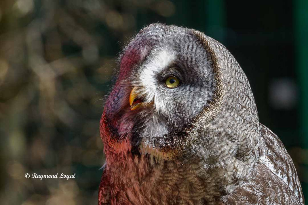bartkauz vogel portrait greifvogelstation hellenthal