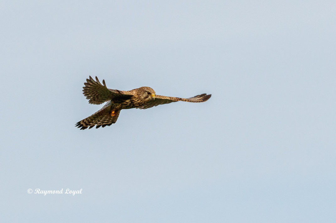 turmfalke falke vogel flug