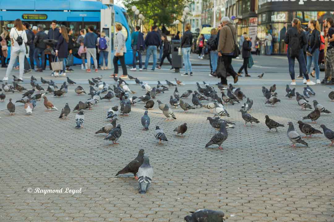 strassentauben in der stadt