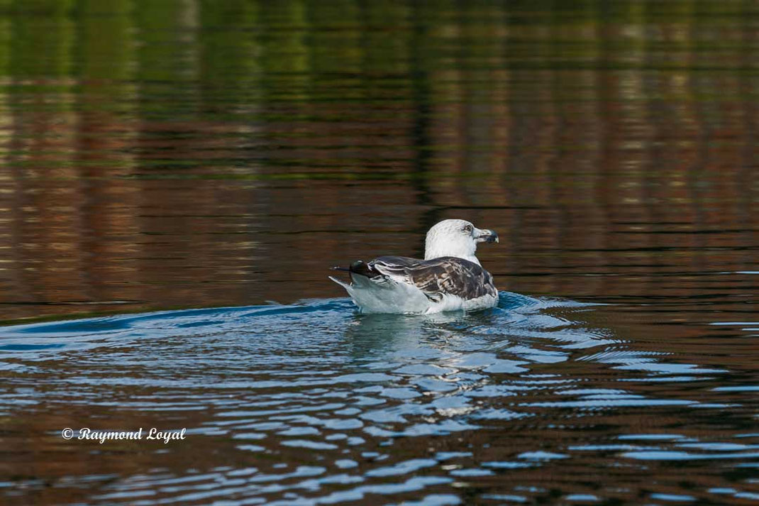 mantelmoewe vogel schwimmt wasser
