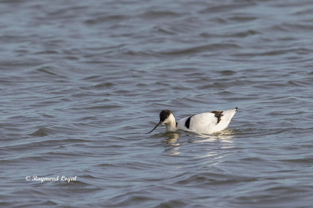 saebelschnaebler schwimmt im flachwasser