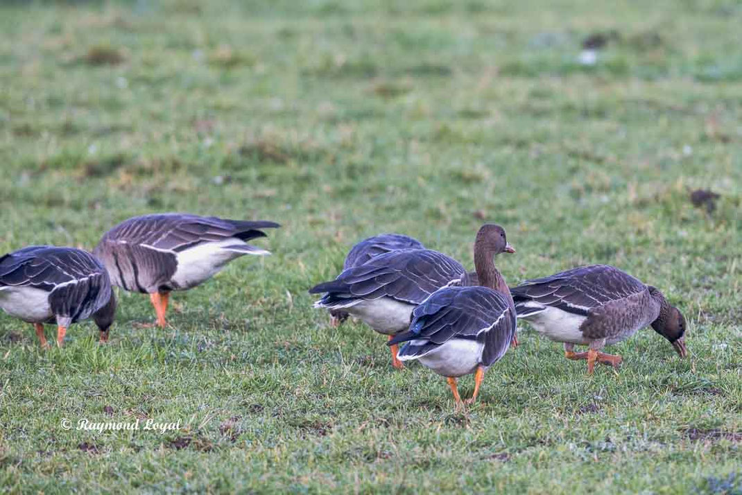 blaessgans vogel wiese