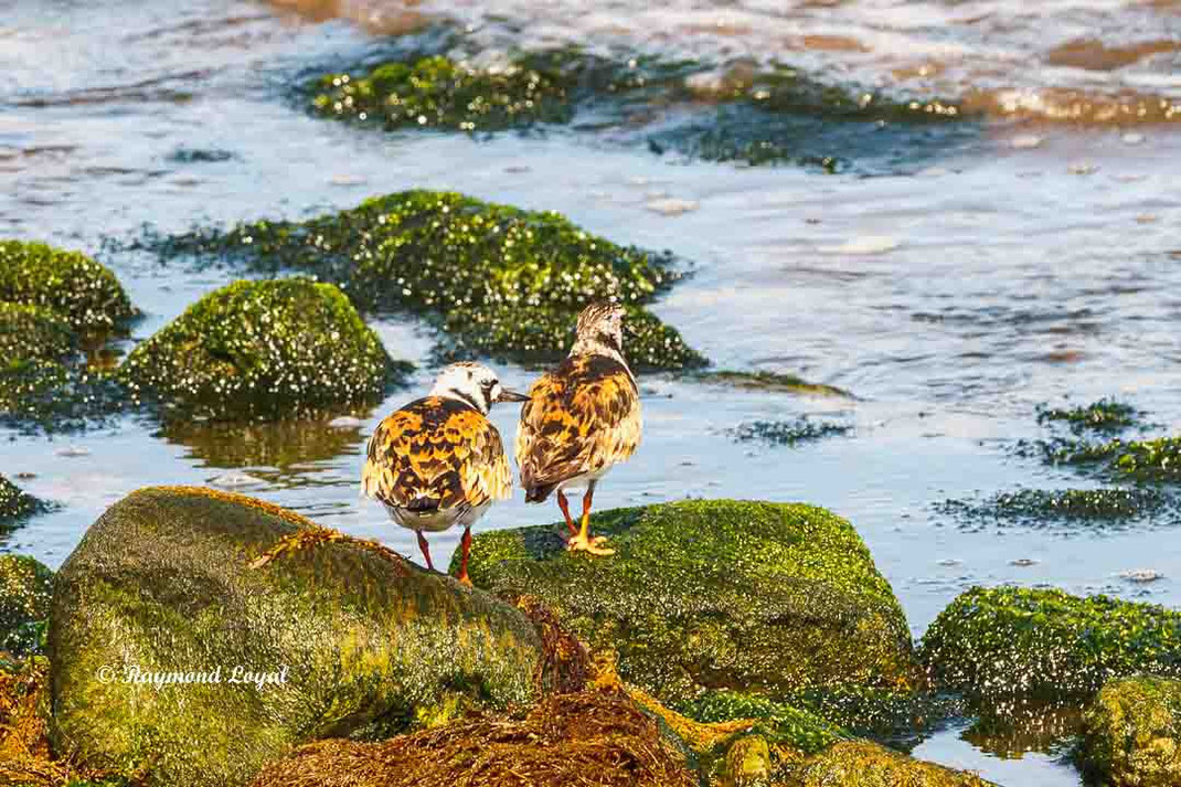 steinwaelzer felsen strand wasser