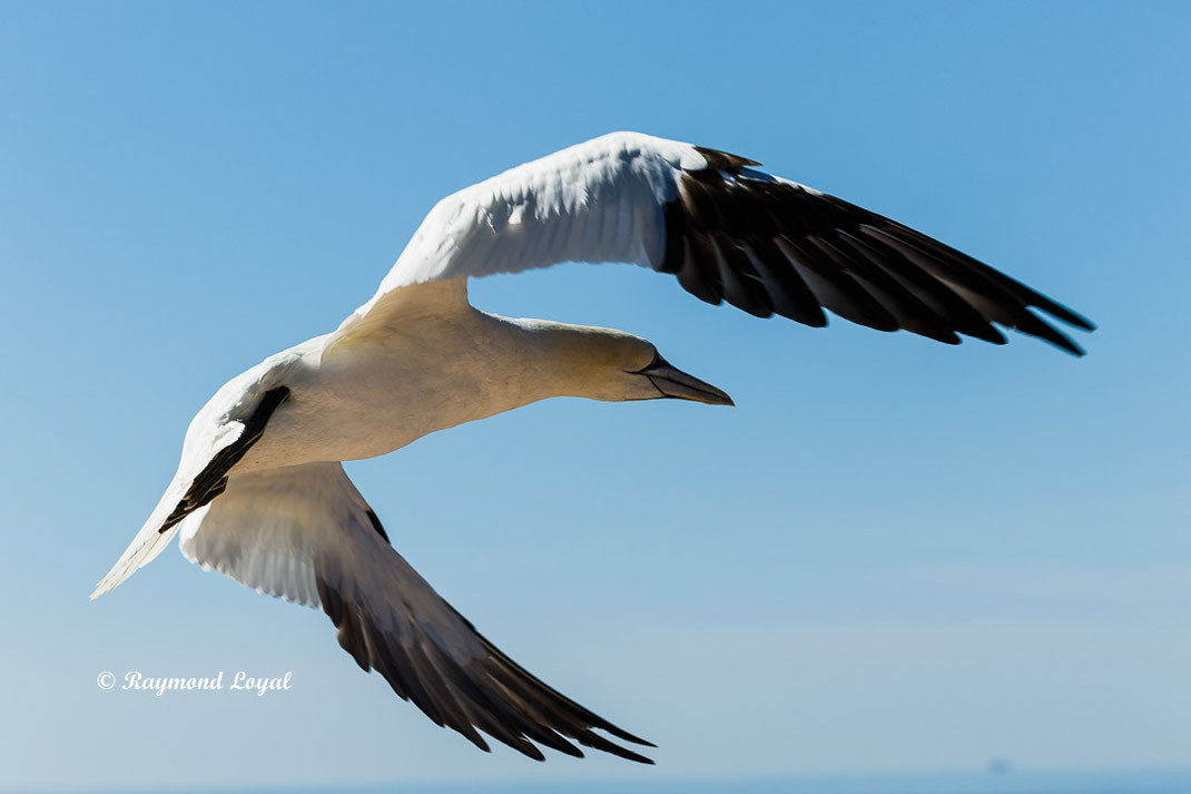 helgoland basstoelpel