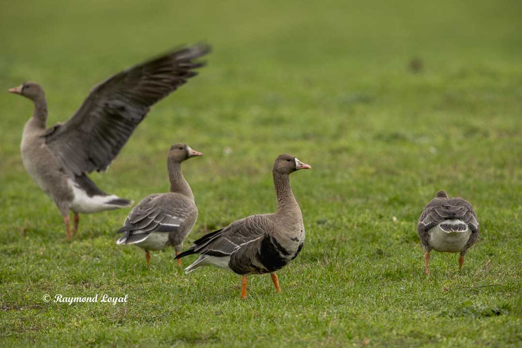 blaessgans anser albifrons