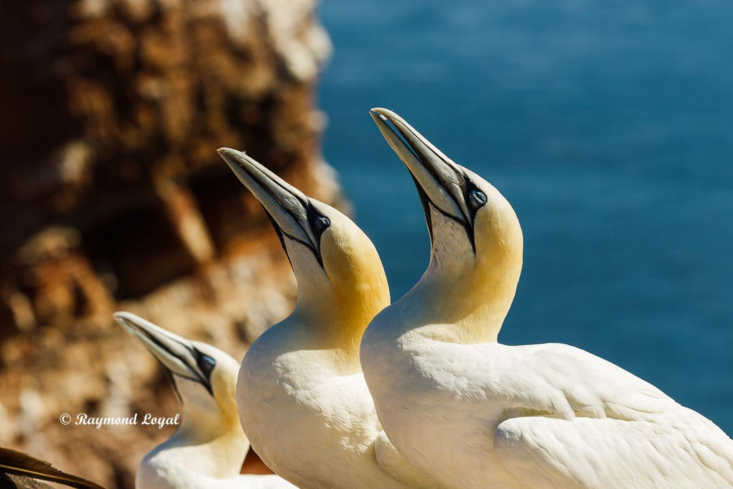 helgoland basstoelpel