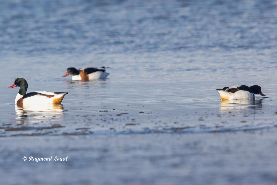 common shelduck in water