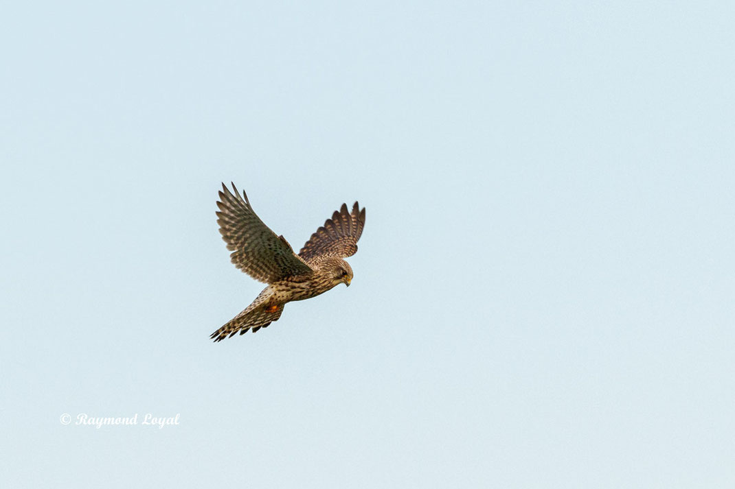turmfalke falke vogel flug