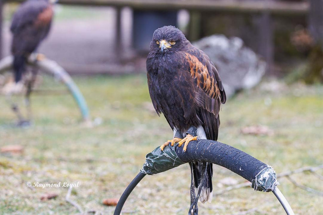 harris hawk sitzend