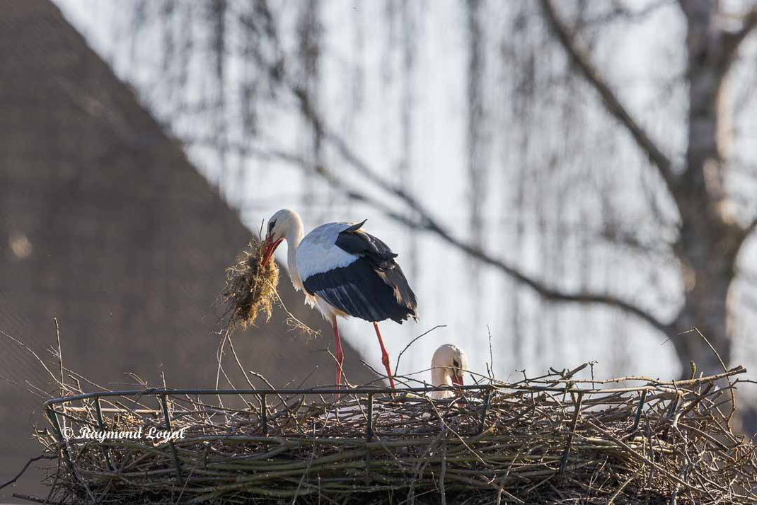 weisstorch mit nistmaterial am nest