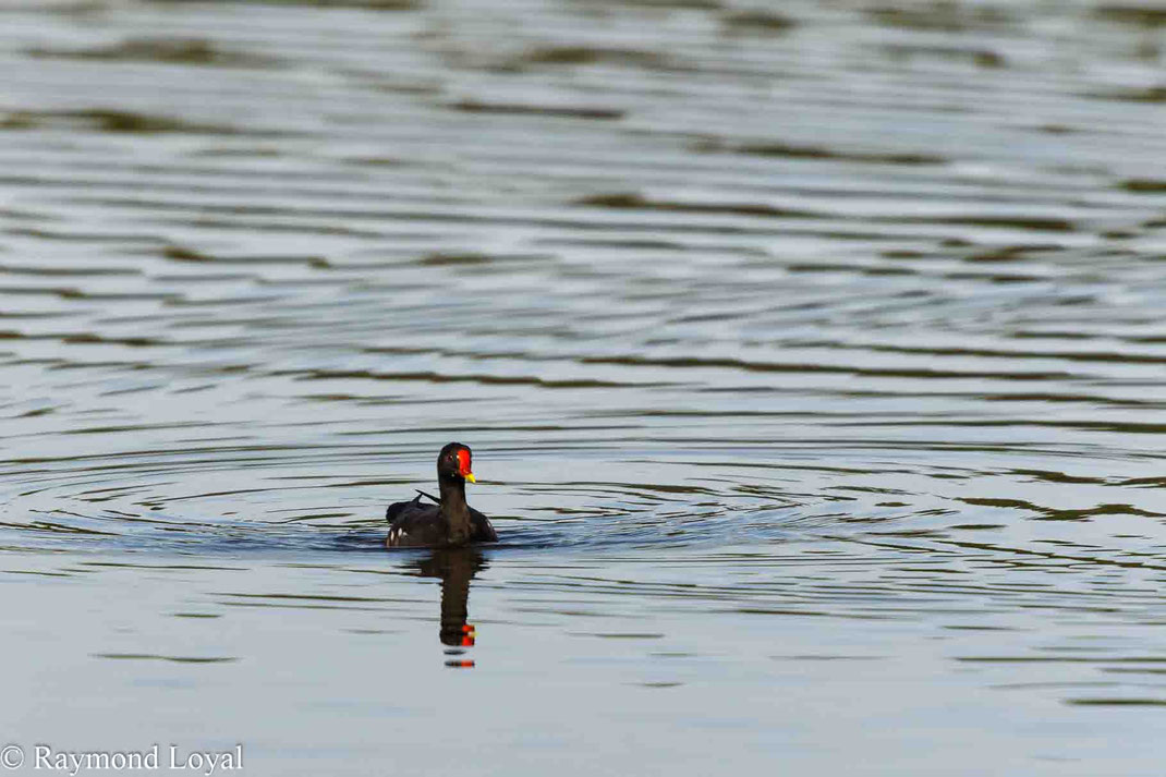 Teichhuhn schwimmen wasser