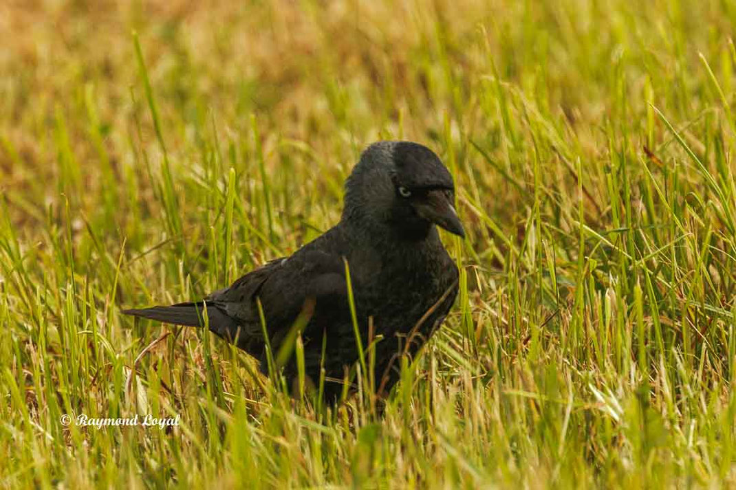 dohle corvus monedula
