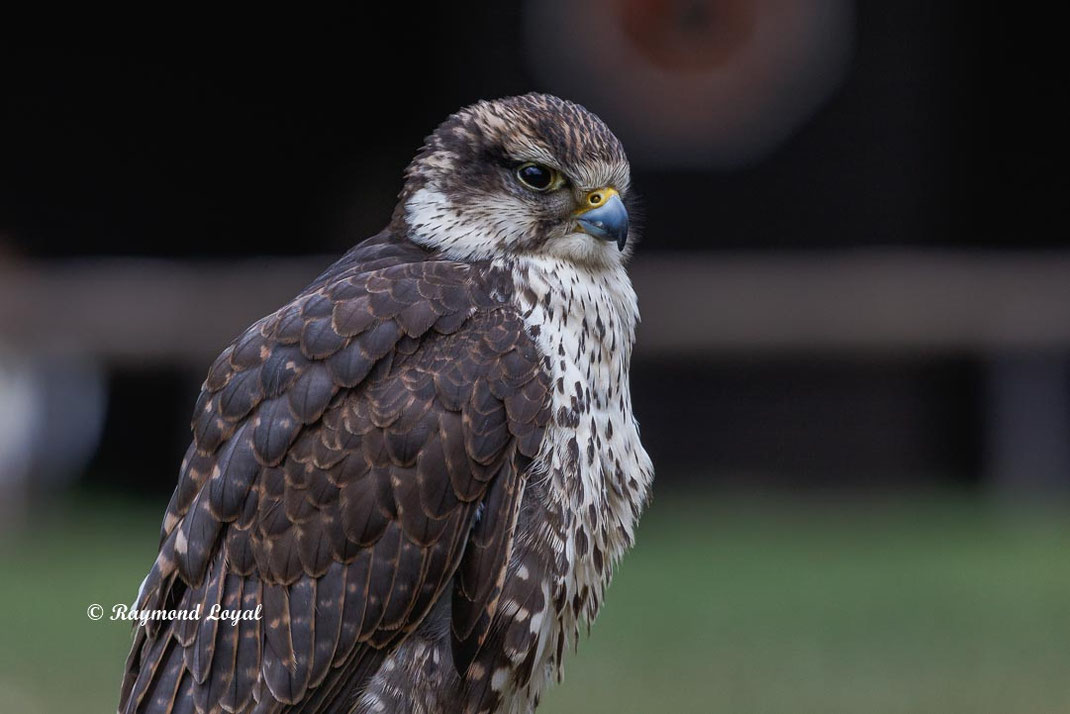 sakerfalke kopf portrait
