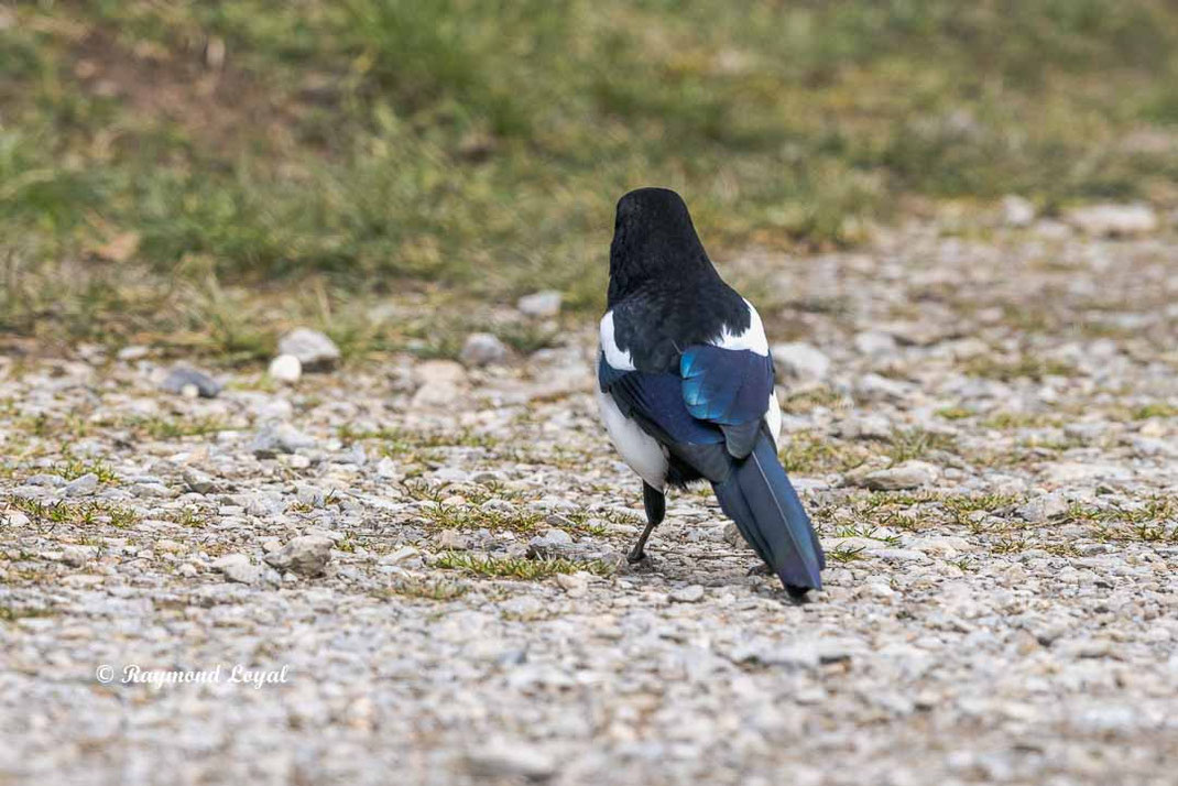 elster am boden