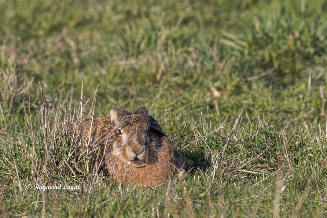 europaean hare on greenland