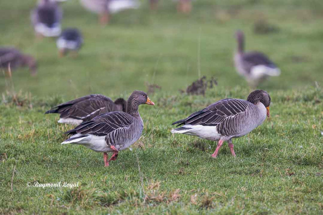 graugans vogel wiese