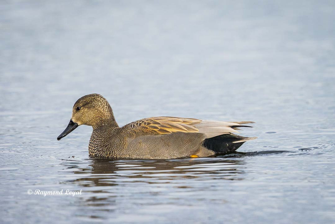 schnatterente vogel wasserflaeche