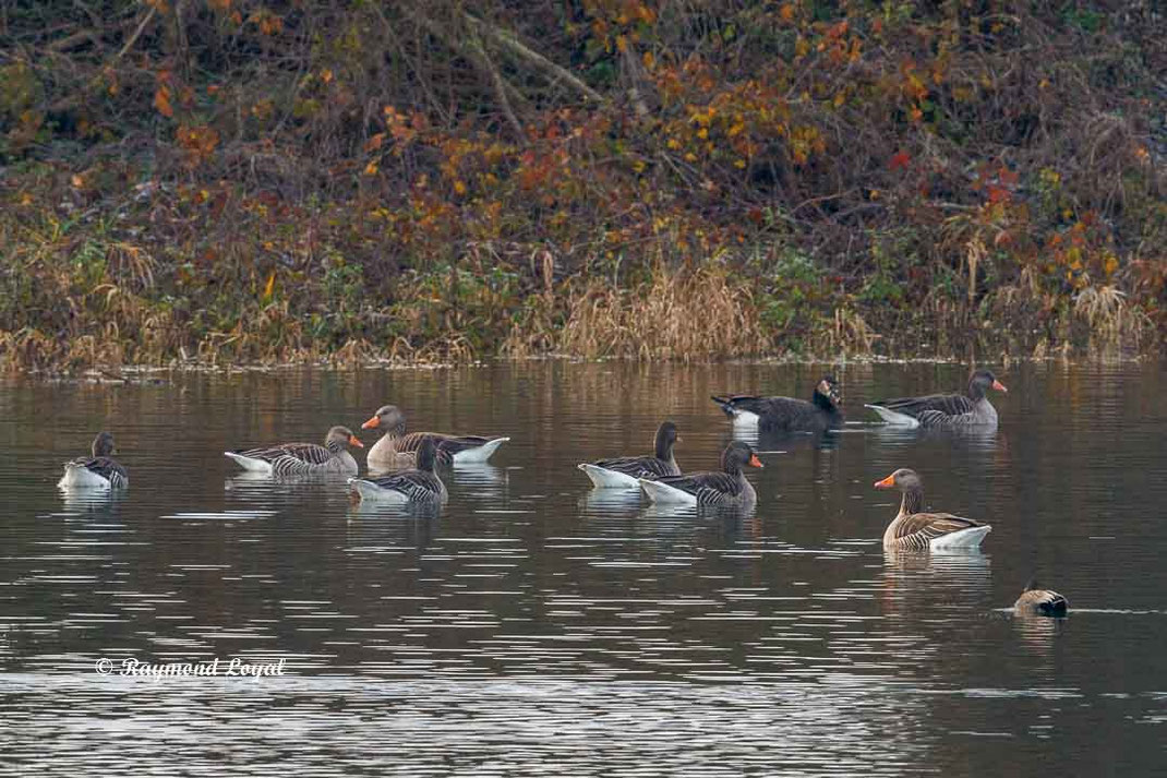 graugans vogel schwimmt wasser