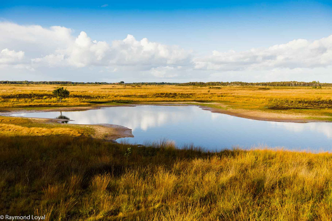 Oppenweher Moor