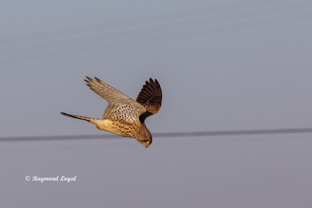 turmfalke falke vogel flug