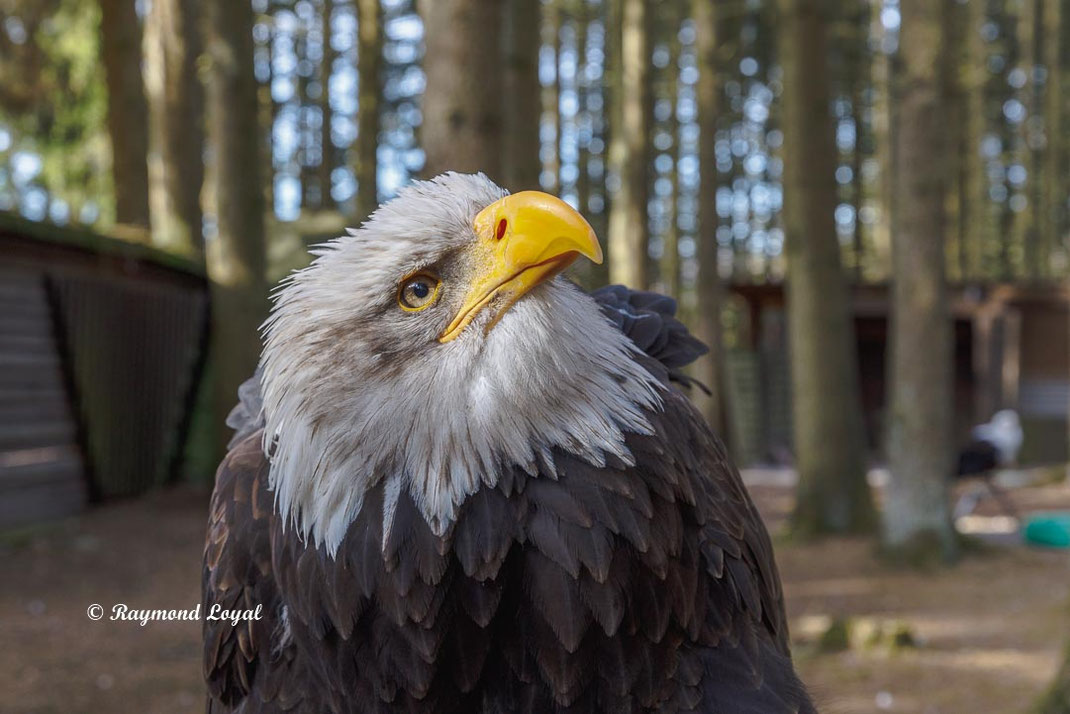 weisskopfseeadler vogel portrait