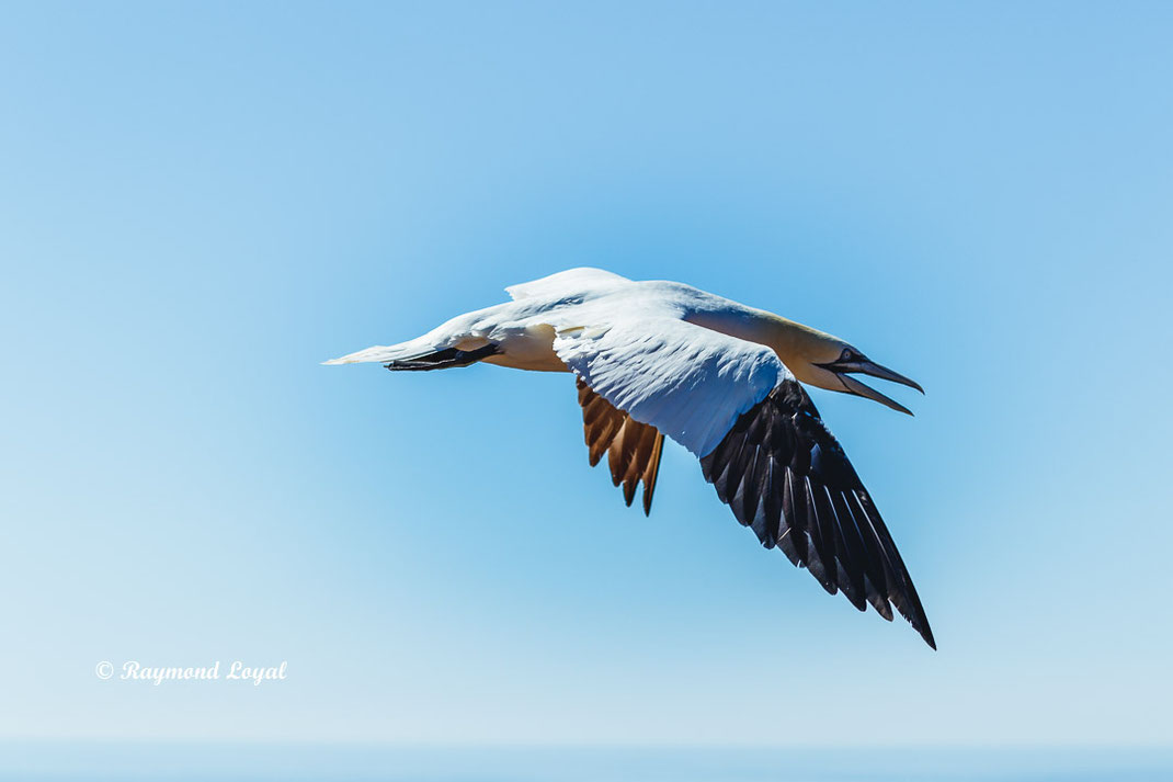 helgoland basstoelpel