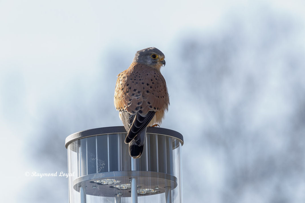 turmfalke sitzt auf strassenlaterne