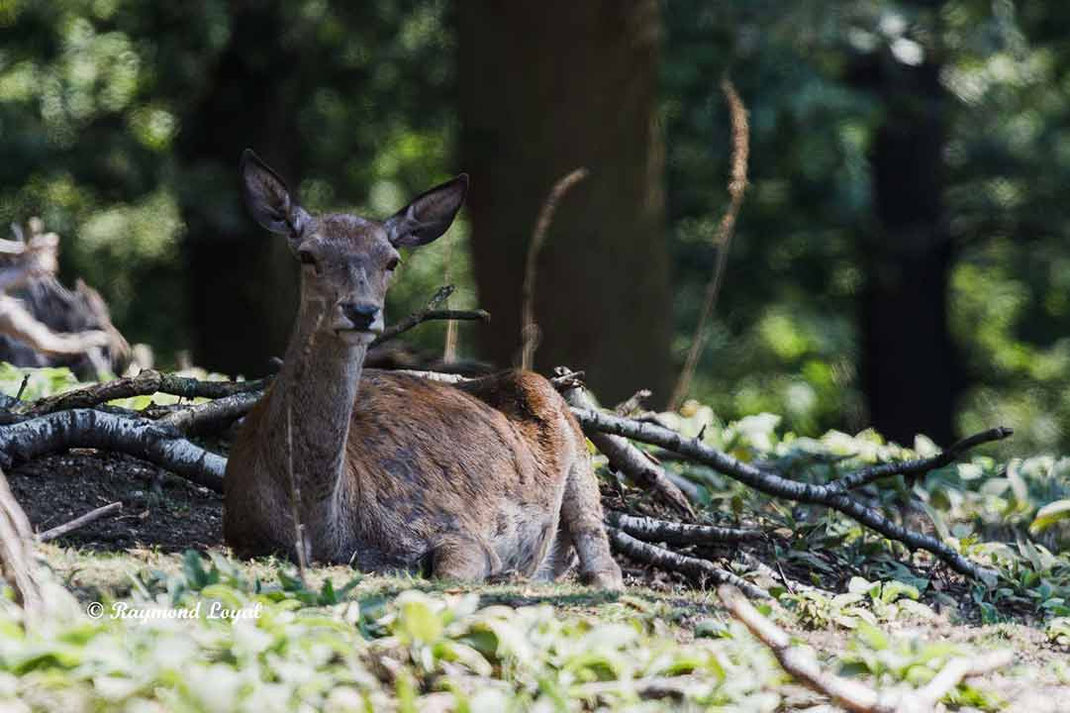 Rotwild Cervus elaphus