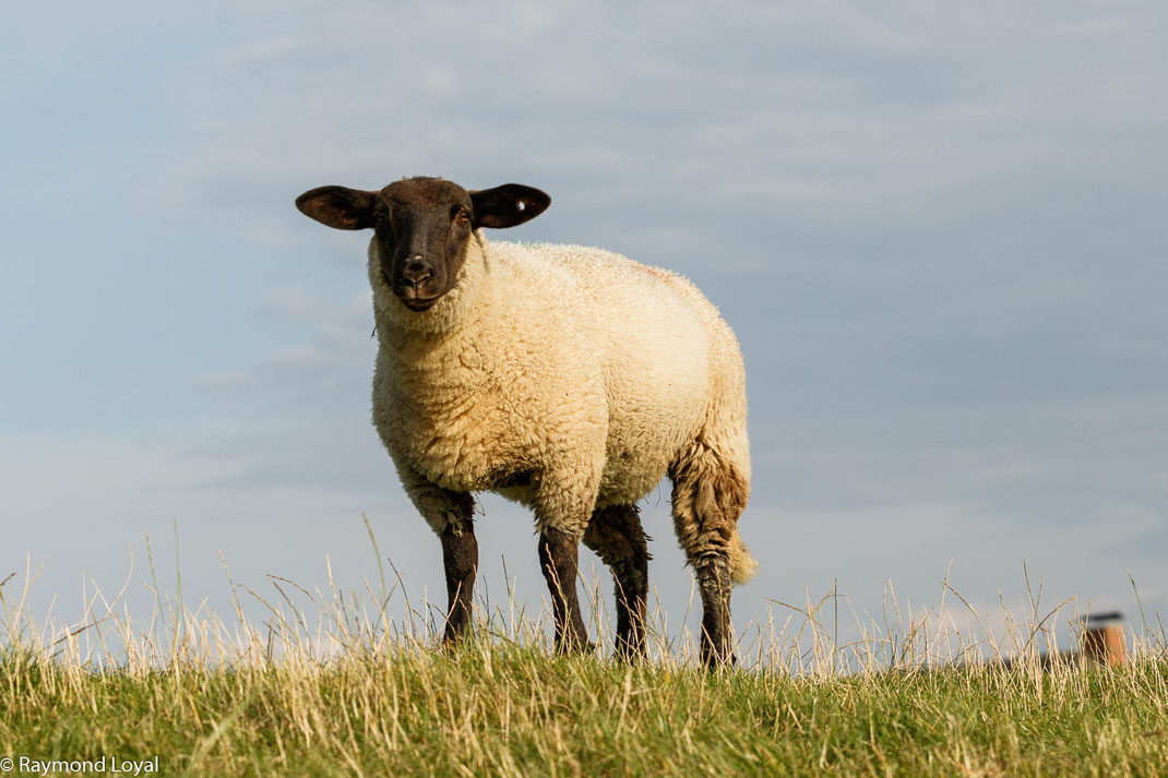 schleswig-holstein fotografie