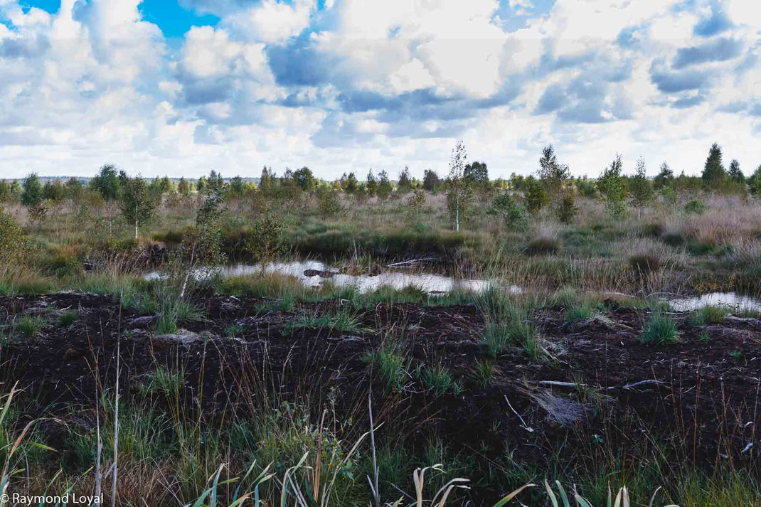 Rehdener Geestmoor Diepholzer Moorniederung