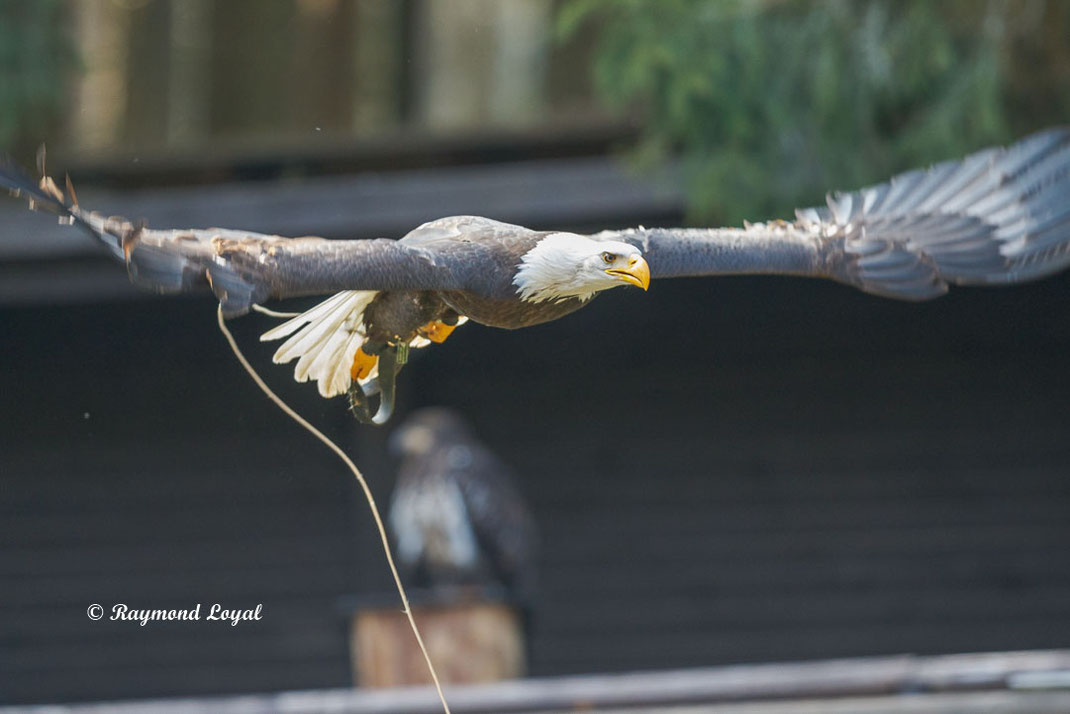 weisskopfseeadler im flug