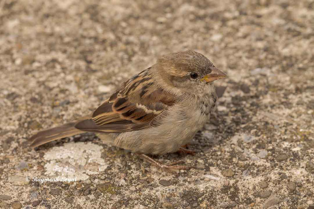 haussperling in der stadt