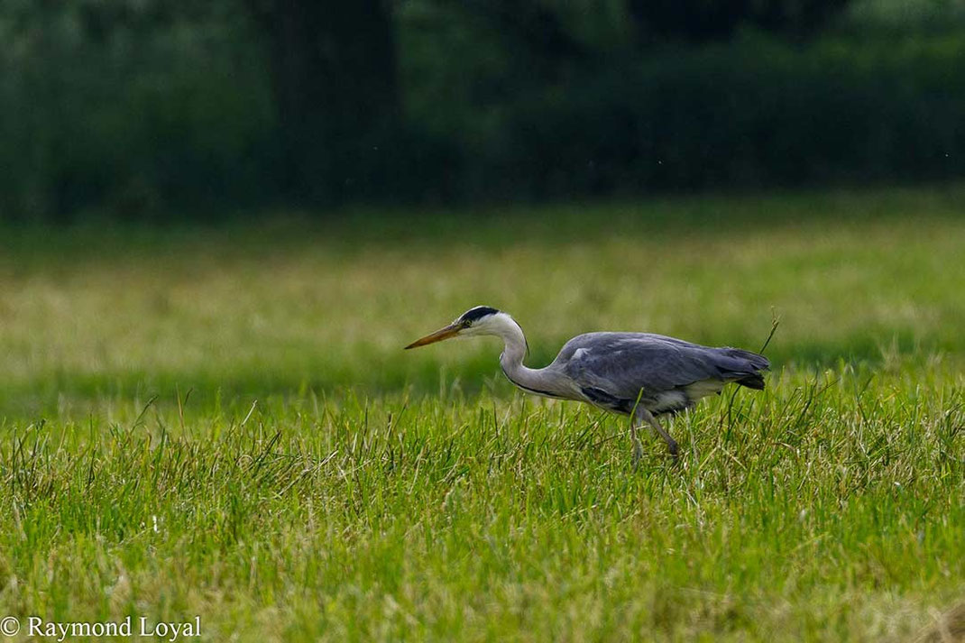 Grey Heron Ardea cinerea