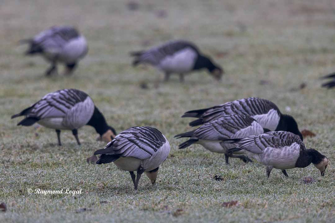 weisswangengans vogel wiese fressen