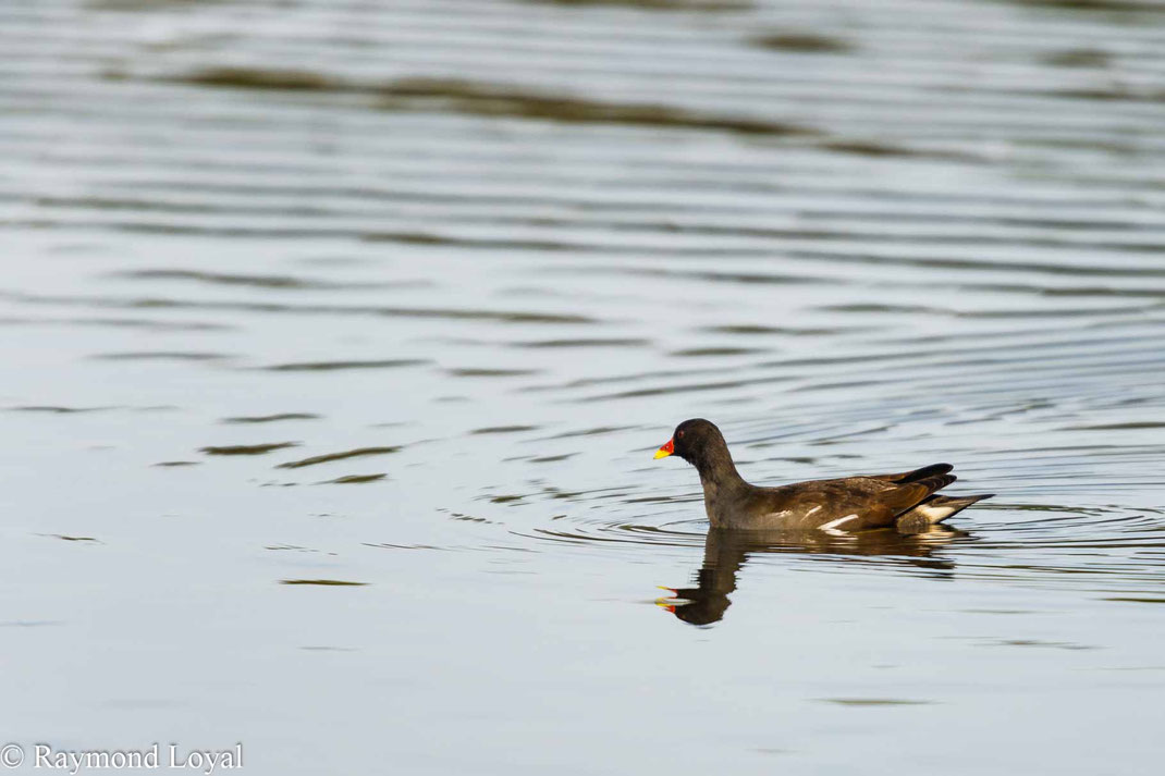 Teichhuhn schwimmen wasser