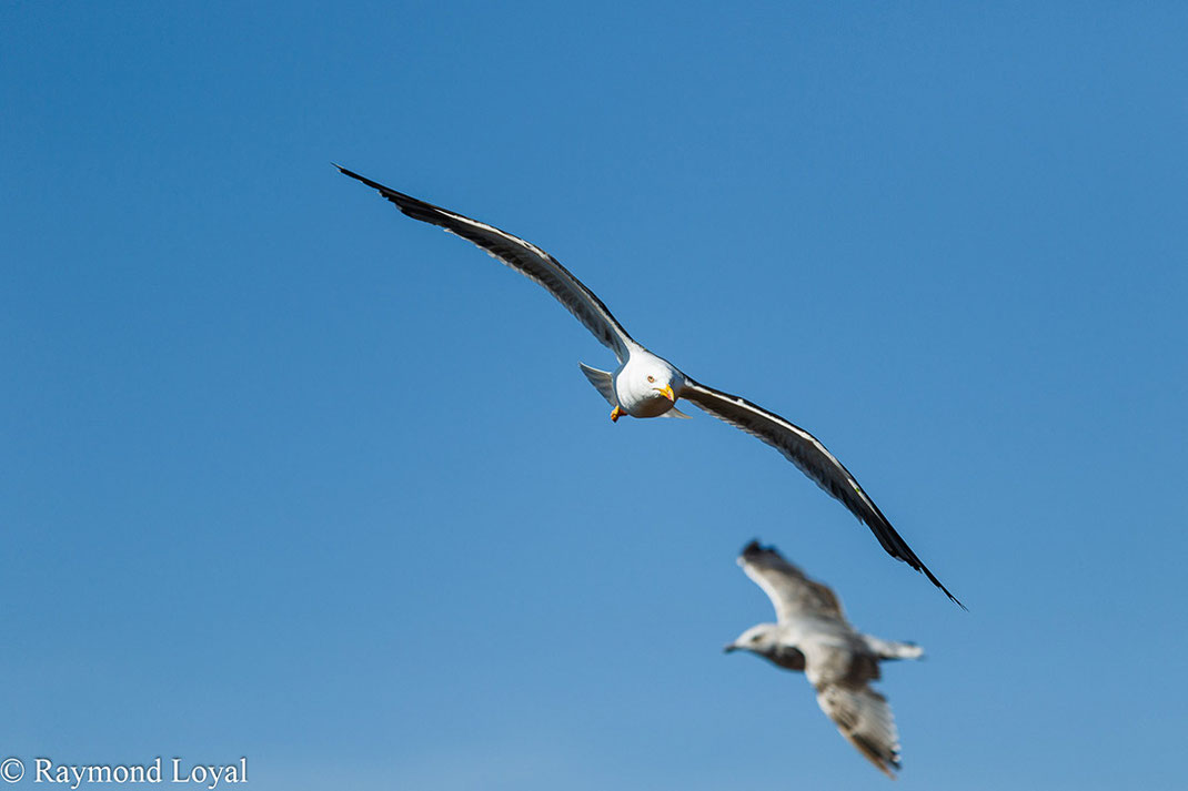 Lesser black-backed gull Larus fuscus