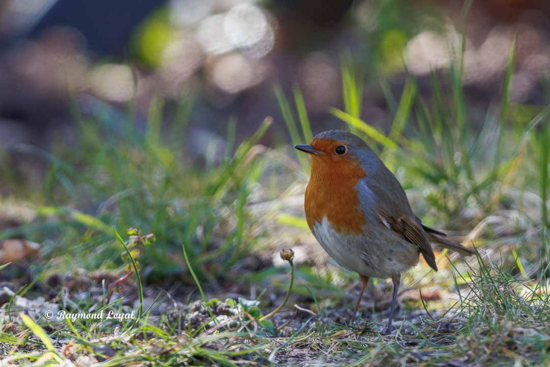 rotkehlchen im garten