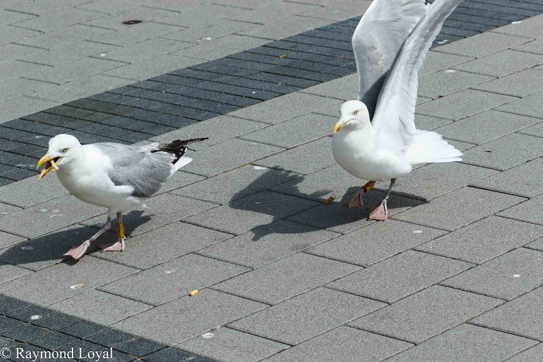 silbermoewe vogel