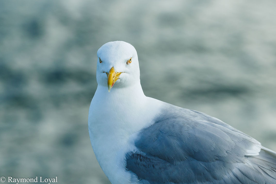 Silbermöwe larus argentatus
