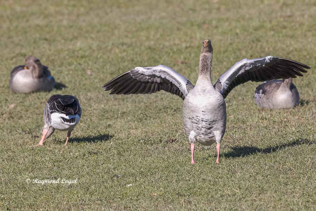 graugans auf gruener wiese