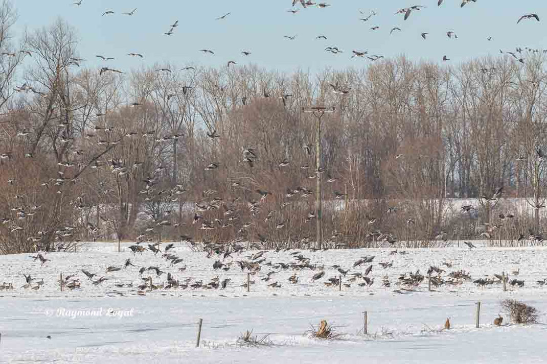blaessgaense landen auf schneefeld