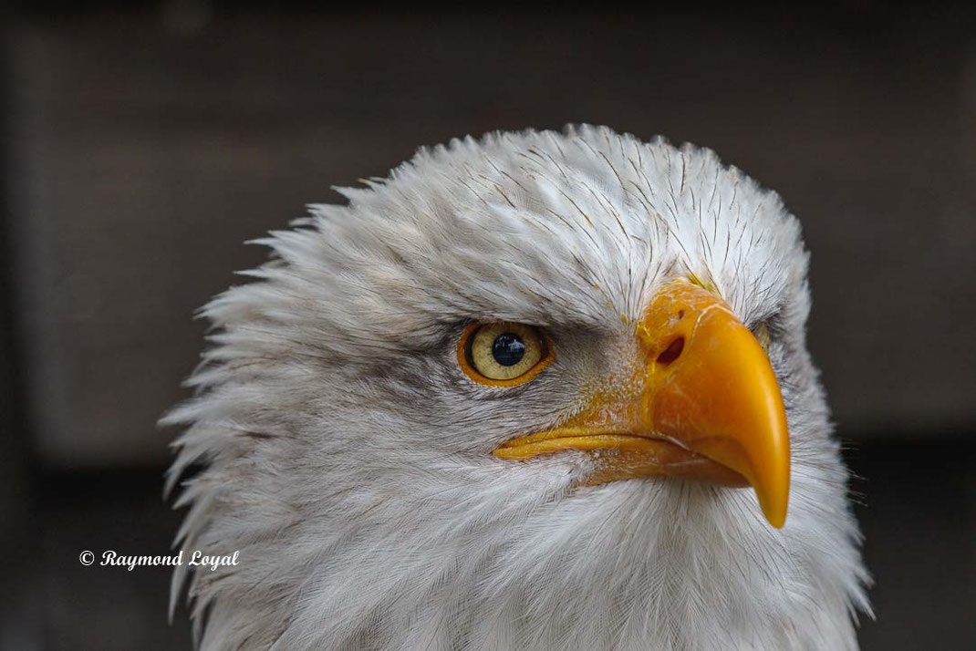 weisskopfseeadler kopf portrait