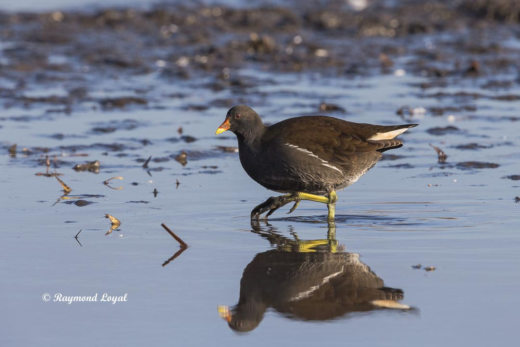 teichralle vogel wasser